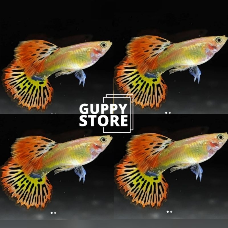 

EXTRA KARDUS PHOENIX FIRE TAIL