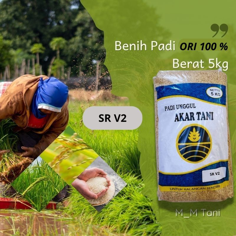 Benih Bibit SRV2 DAN SR V3 Padi SR V2 Varian 2 umur 75 hari