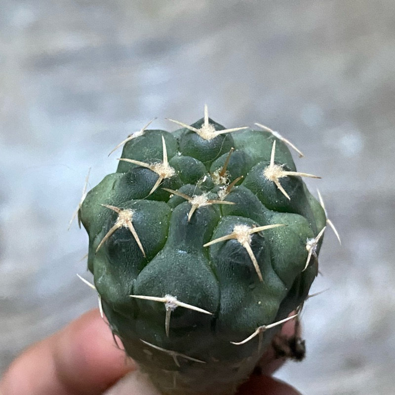 Kaktus Gymnocalycium Vatteri Ownroot