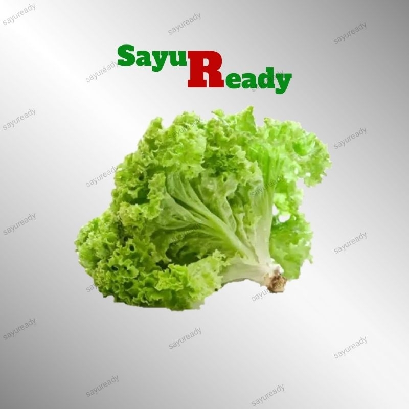 

Daun Selada