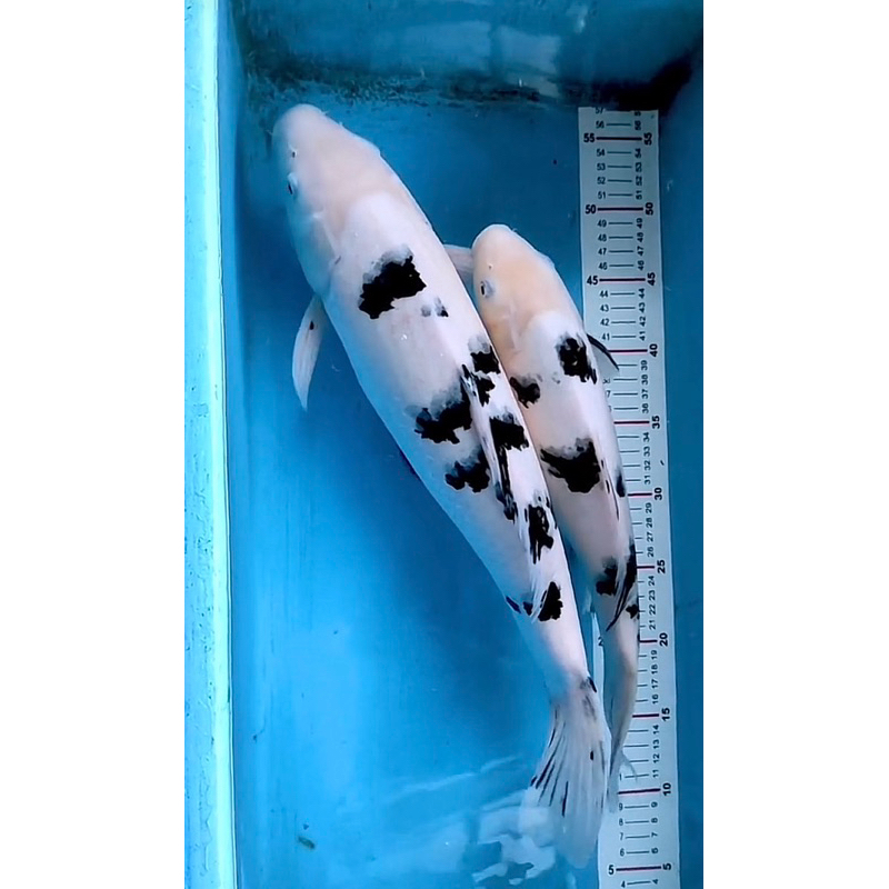 INDUKAN KOI SHIRO SIZE 35CM SUPER CANTIK GRADE A BLITAR