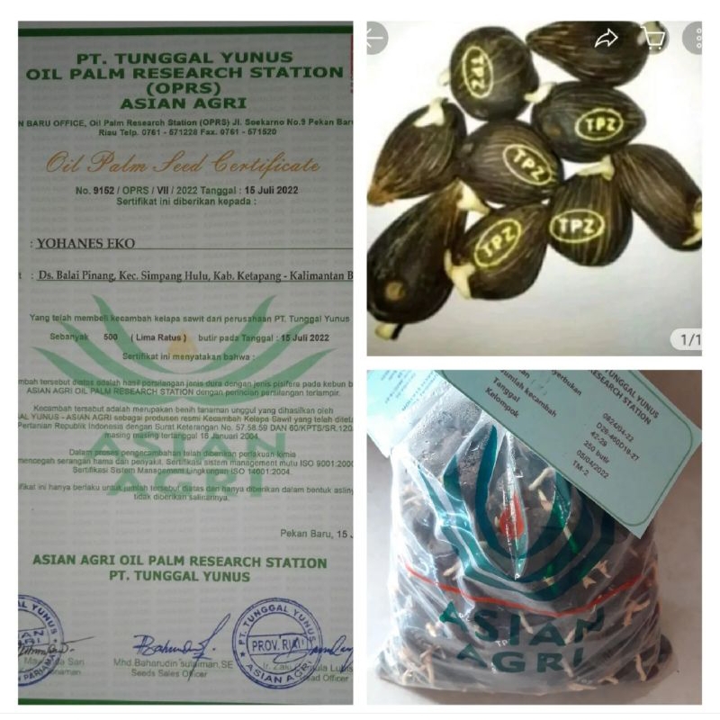 Benih Biji Polong Kecambah sawit DXP TOPAZ original SERTIFIKAT ASLI