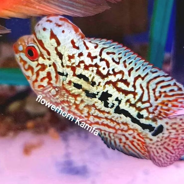 BURAYAK KAMFA F2 THAILAND SUPER RED 2-4CM