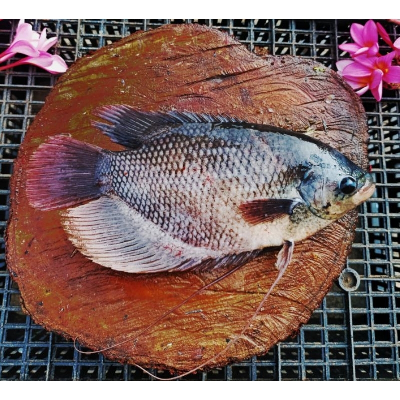 IKAN GURAME SEGAR