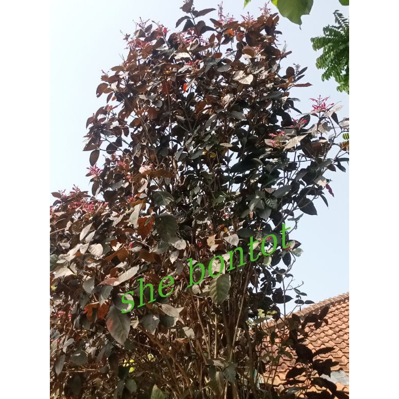 

daun handelem segar 30 lembar