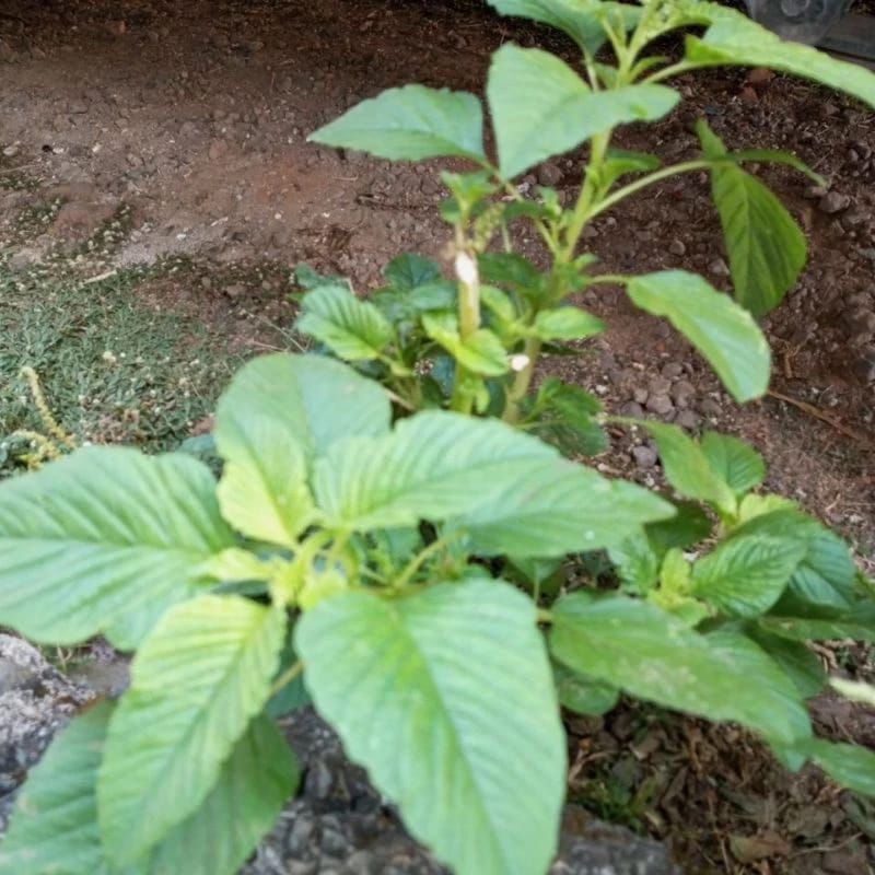 

jual daun bayam pres/250g