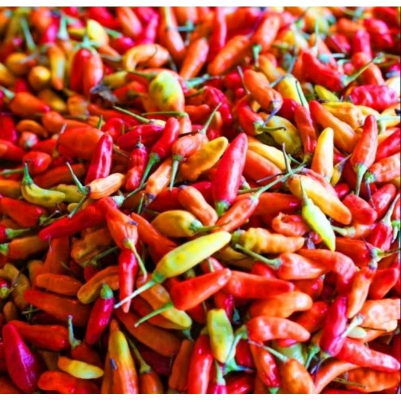 

Promo Cabe rawit ORI 1kg Fresh