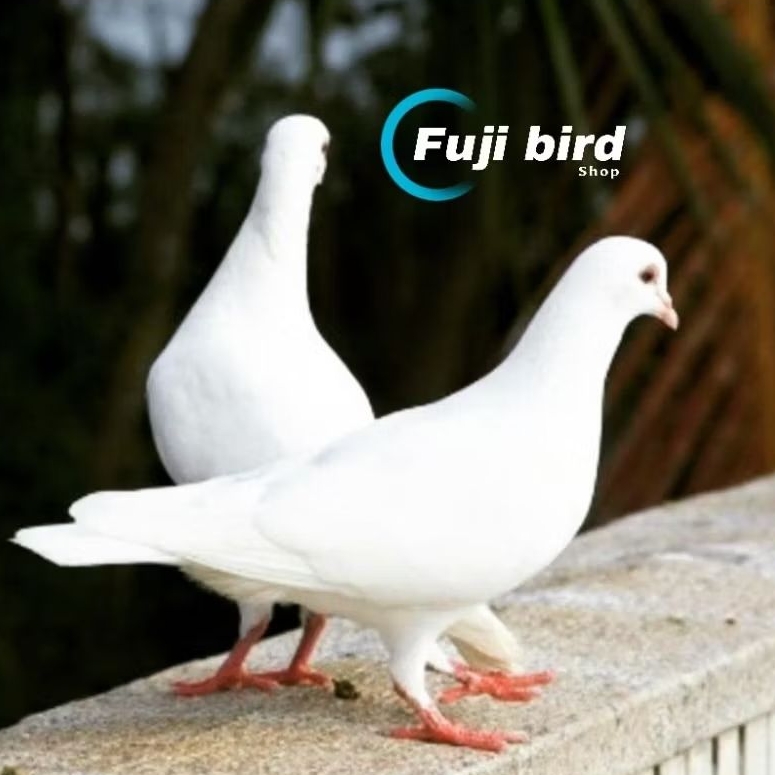 BURUNG MERPATI PUTIH SEPASANG