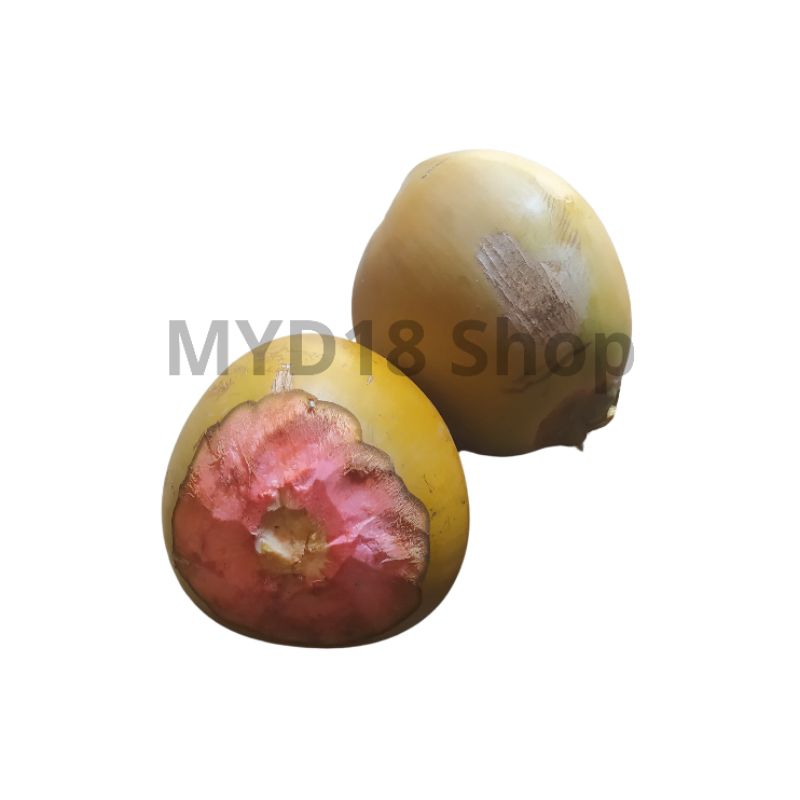 

KELAPA HIJAU / KELAPA MERAH / KELAPA MUDA / OBAT / SEGAR