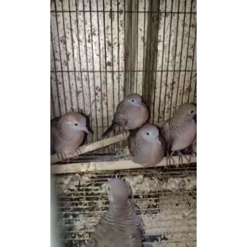 PERKUTUT BANGKOK ORI