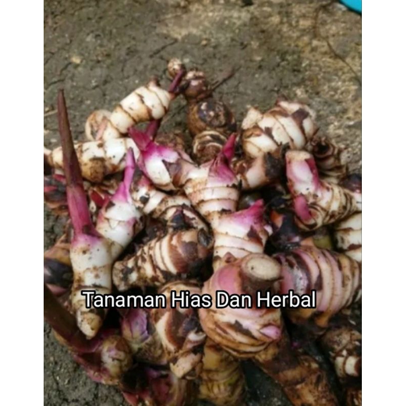 

Umbi ganyong segar basah 1kg - Hipertensi Dll obat herbal