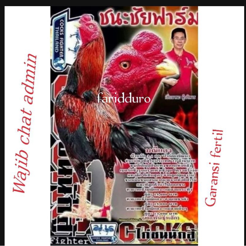 FGFG56846 Telur fertil ayam pakhoy trah maneedaeng GARANSI FERTIL 564568