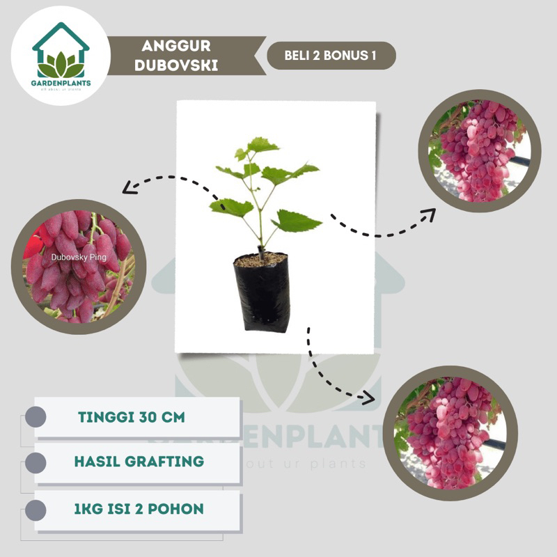 Ori Bibit Anggur Dubovski Pink Grafting - Doboski Pink - Anggur Merah Eksotis