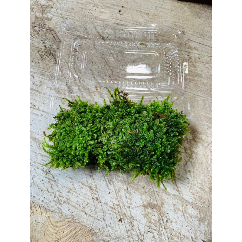 weeping moss darat paludarium terrarium porsi mika
