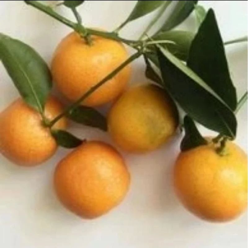 Bibit jeruk kimkit siap berbuah