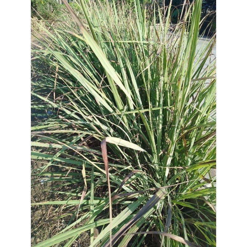 

batangsereh1kgfresdijaminmasihbaru