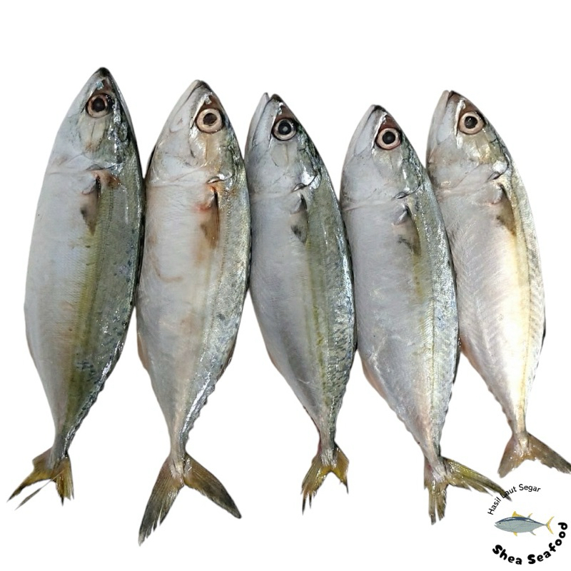 

IKAN KEMBUNG BANJAR SEGAR 1KG (Hasil Kapal)