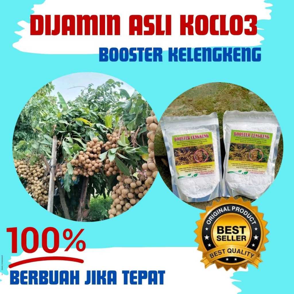 TERLARIS.. Booster kelengkeng kclo3, Pupuk pembuahan kelengkeng