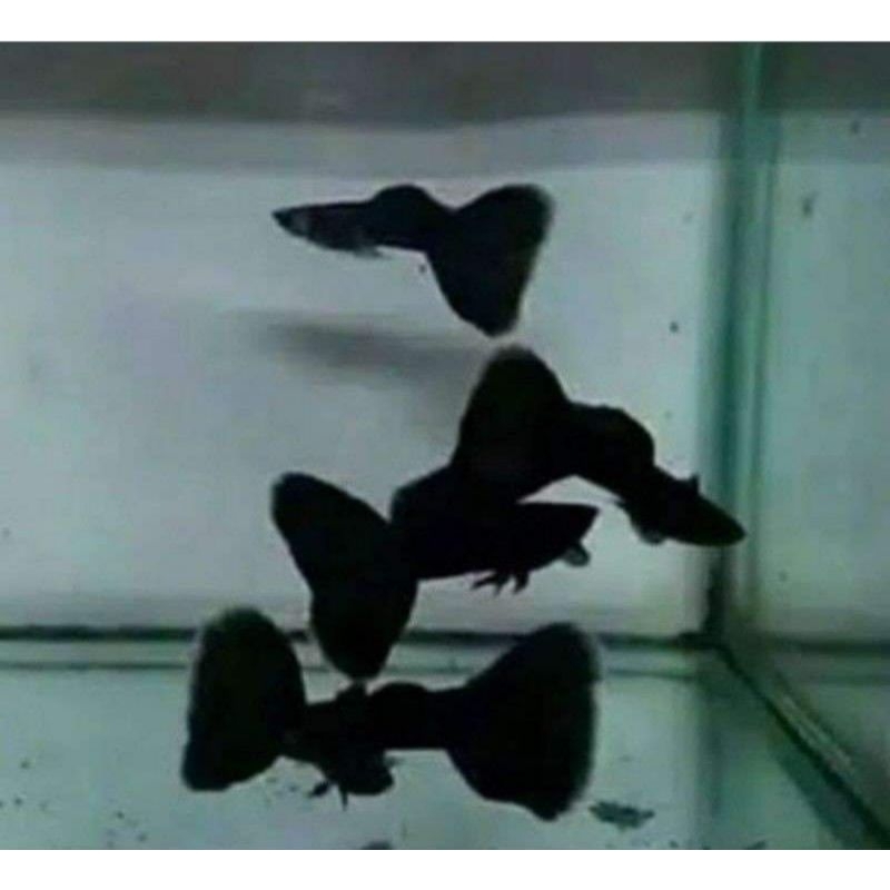 (hiasan aquarium) guppy Black Moscow sepasang
