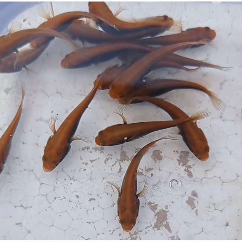 red barito isi 5-10 ekor ukuran 3-4 cm bahan merah