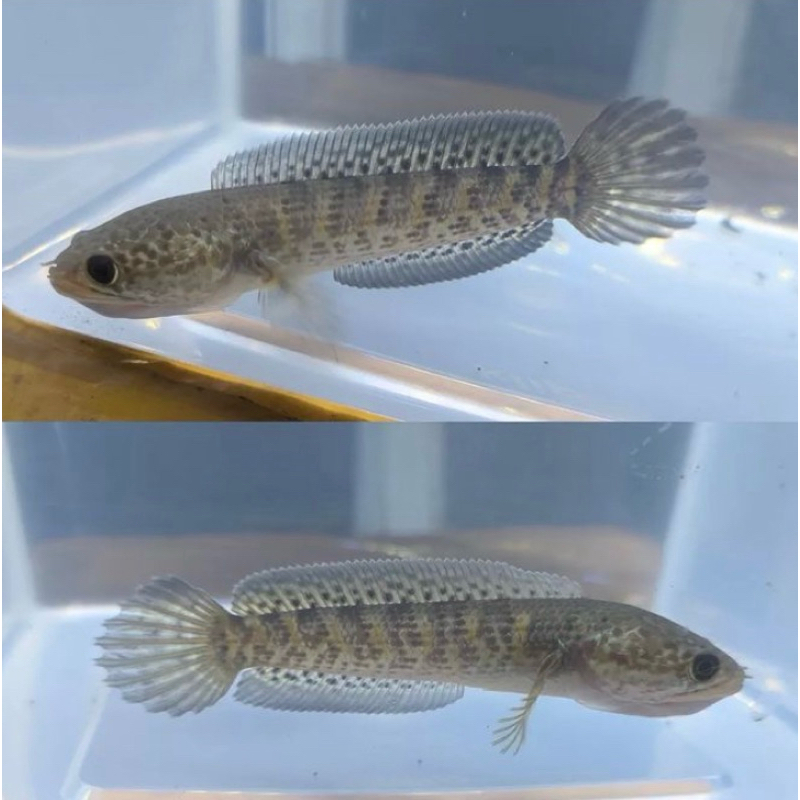 Auranti gondrong 3-5 cm corak bagus