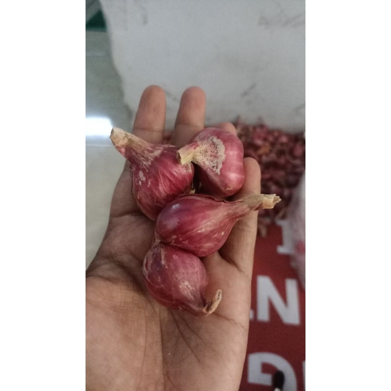 

Bawang Merah Probolinggo