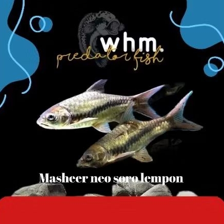 masheer neo soro lempon 18-19 ( mainan ikan)