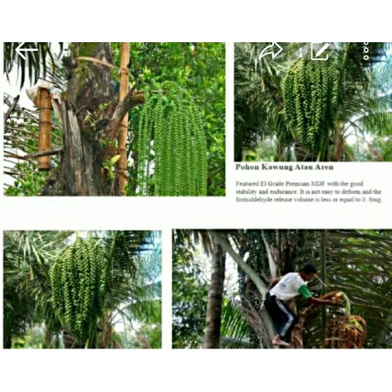 

GULA AREN GULA KAWUNG ASLI CIANJUR 50 KG