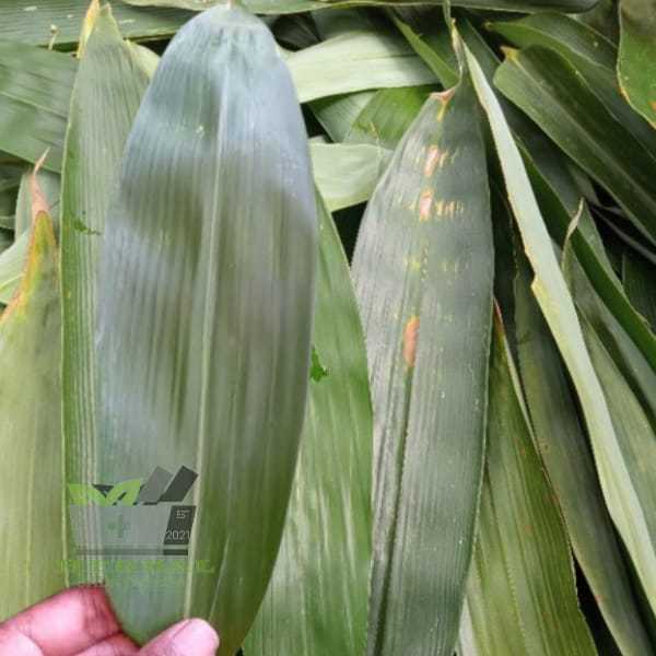 

Daun Bambu Segar 25 Lembar Bungkus Bacang