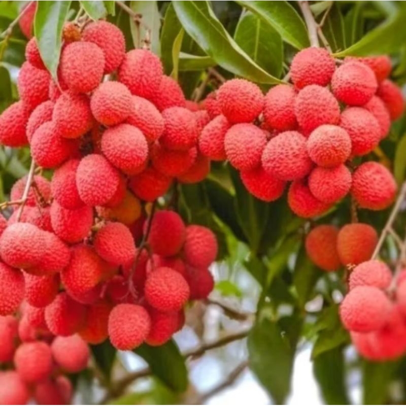 Bibit Leci Merah(leci com tanpa biji) hasil cangkok cepat berbuah