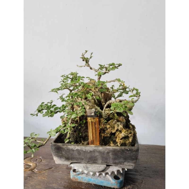 Bonsai mame hokiantea mikro bisa berbuah