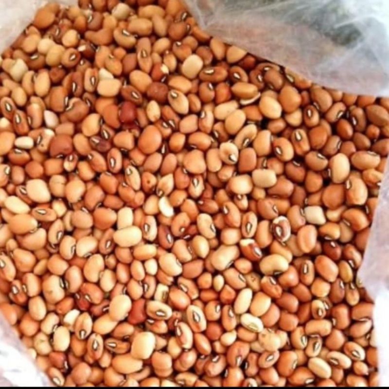 

Kacang Tholo Tolo Mentah Kiloan 1 kg