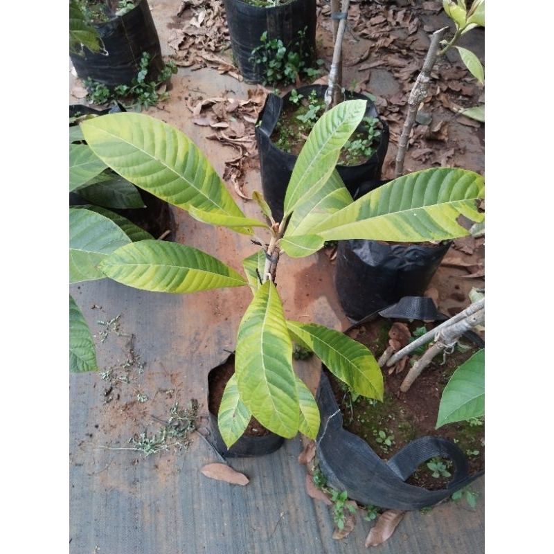 SAWO RAKSASA MAMEYSAPOTE