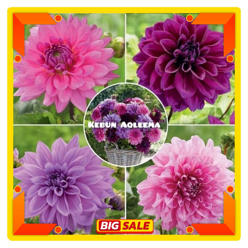 Umbi Bunga Dahlia Unggul - Bunga Dahlia Aneka Macam Warna