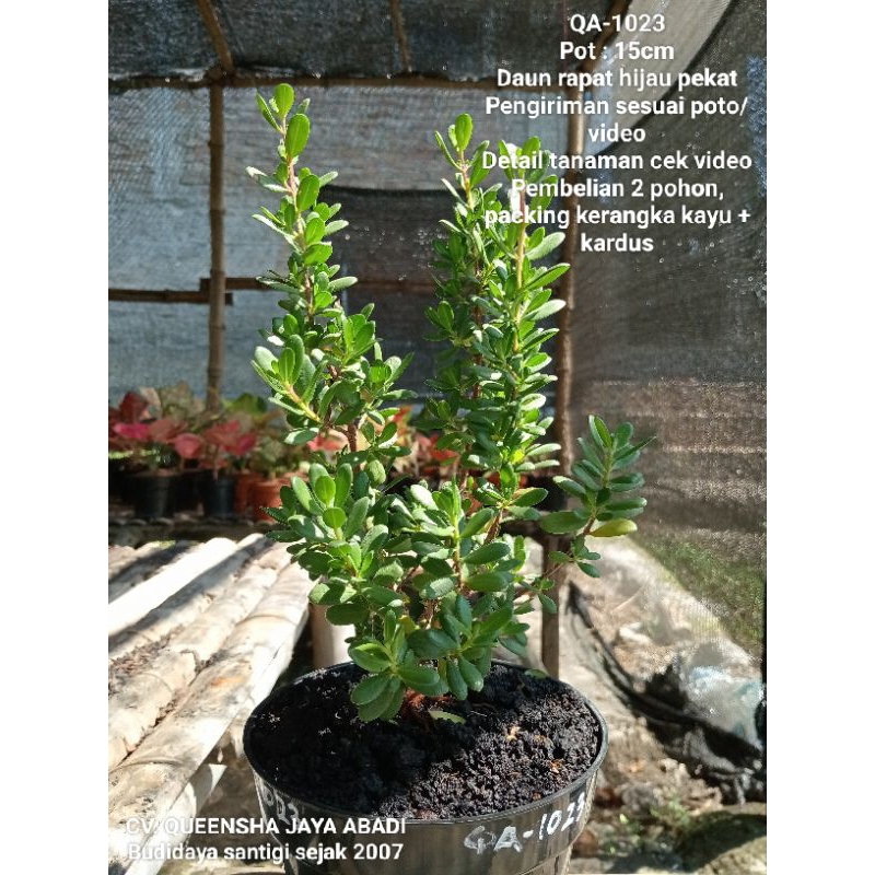 QA-1023, Bahan bonsai santigi mawar super semai biji