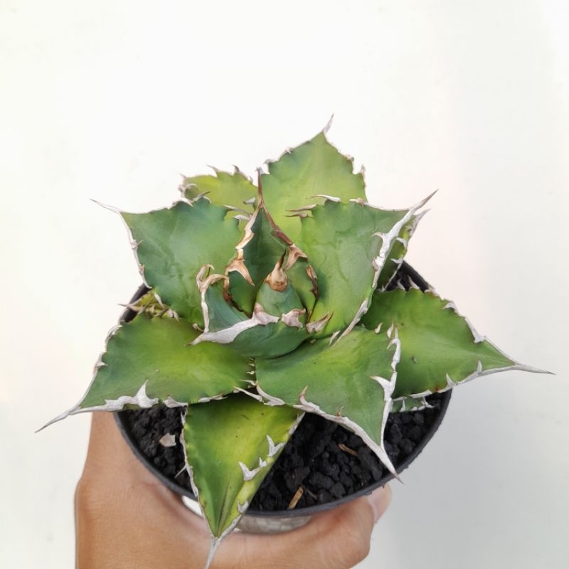 Agave titanota "Barracuda" (Solar Green)