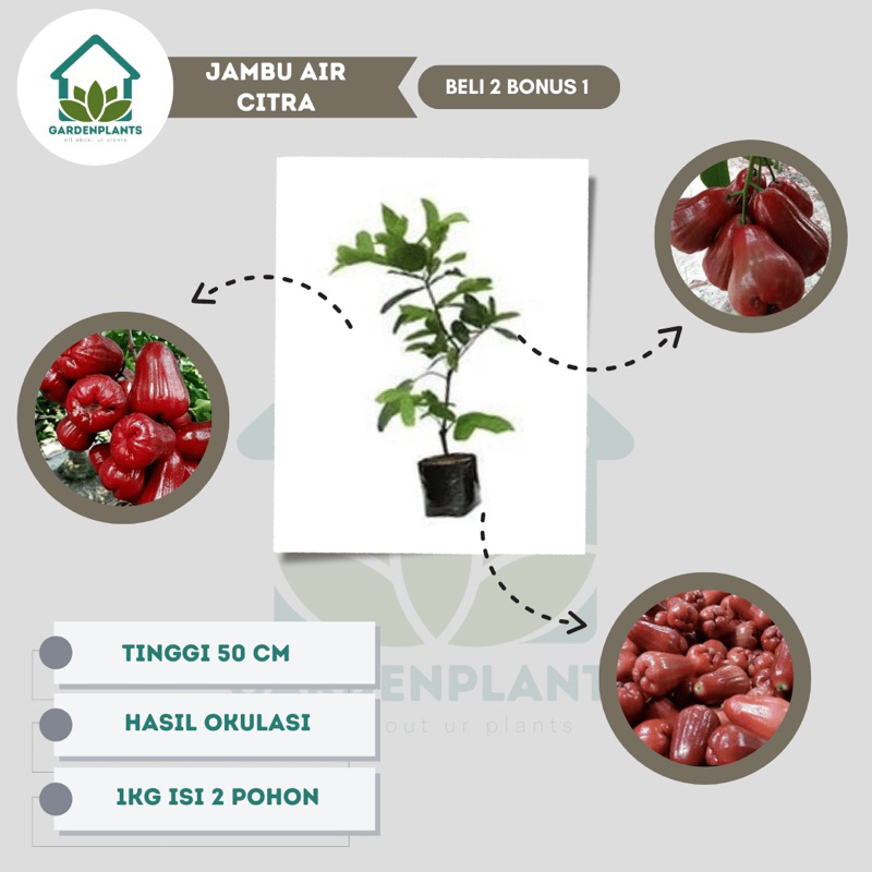 Jambu citra jumbo