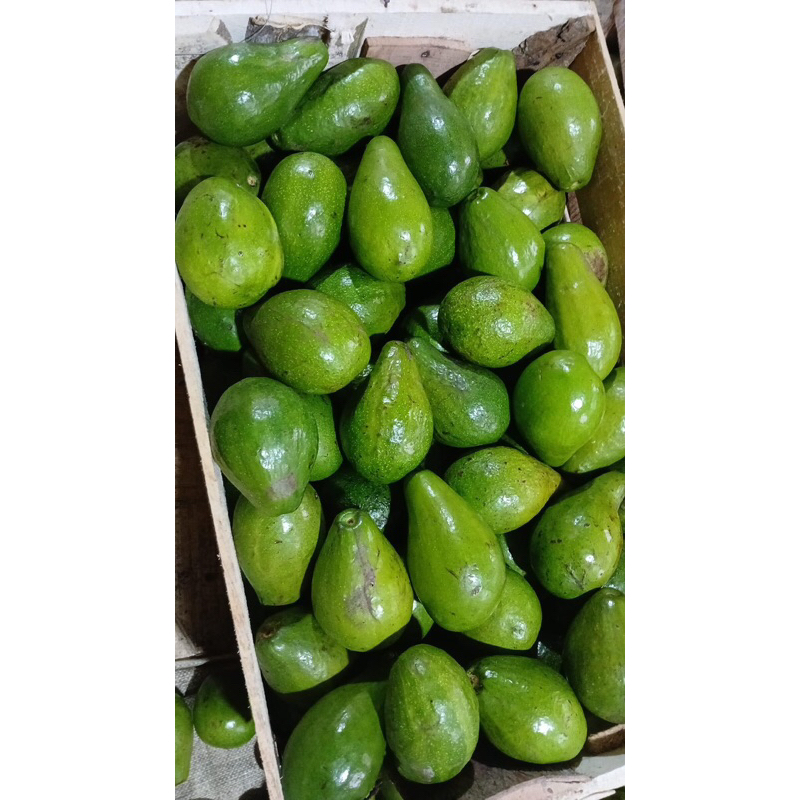 

ALPUKAT MENTEGA MURAH 1KG