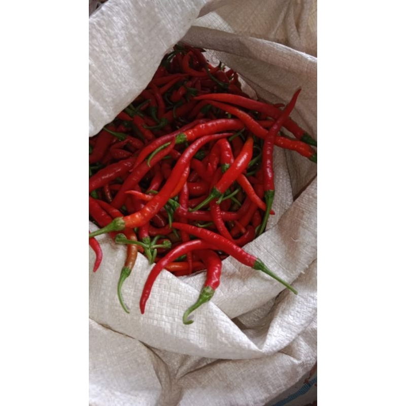 

cabe merah keriting hasil panen sendiri masih fresh