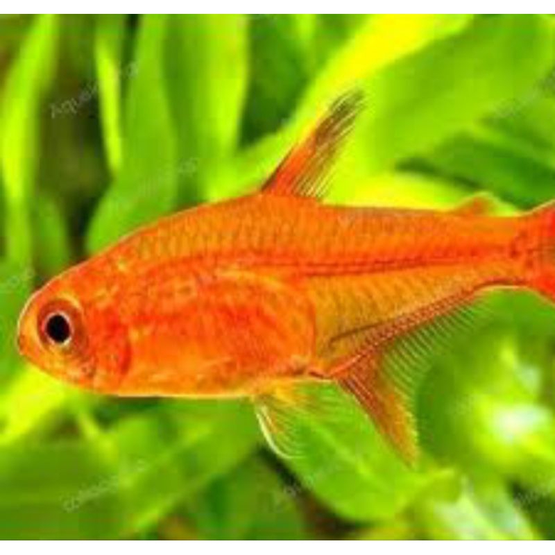 amandae/hiasan aquascape