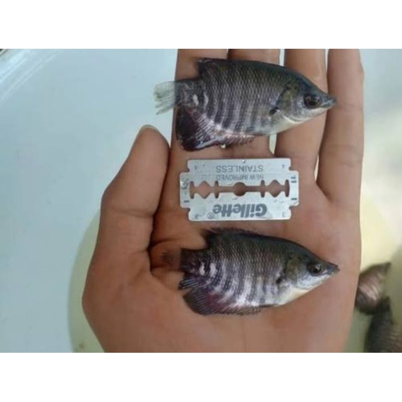 BIBIT GURAME UKUR SILET