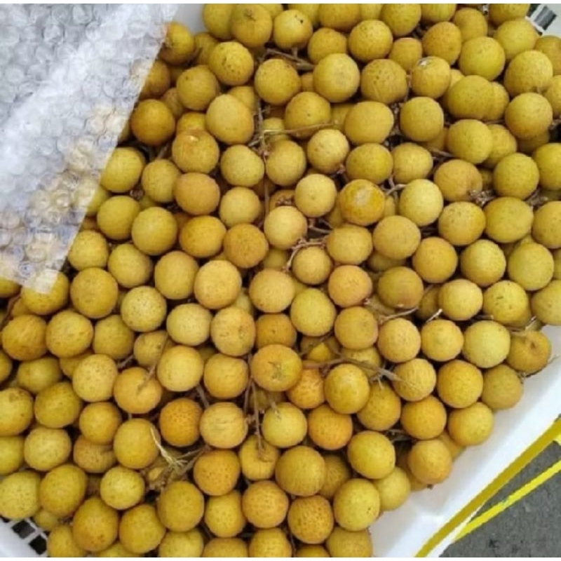 

KELENGKENG SUPER SEGAR THAILAND