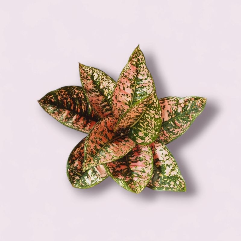 Aglonema Ruby Compacta