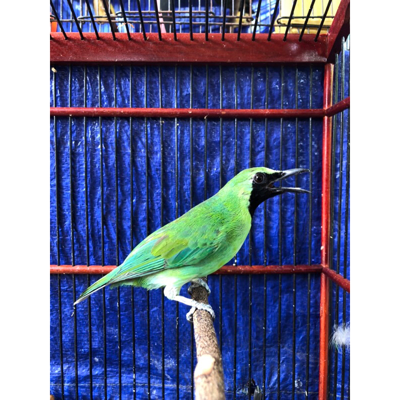 BURUNG CUCAK IJO RAWATAN C.IJO NOPENG RAWATAN