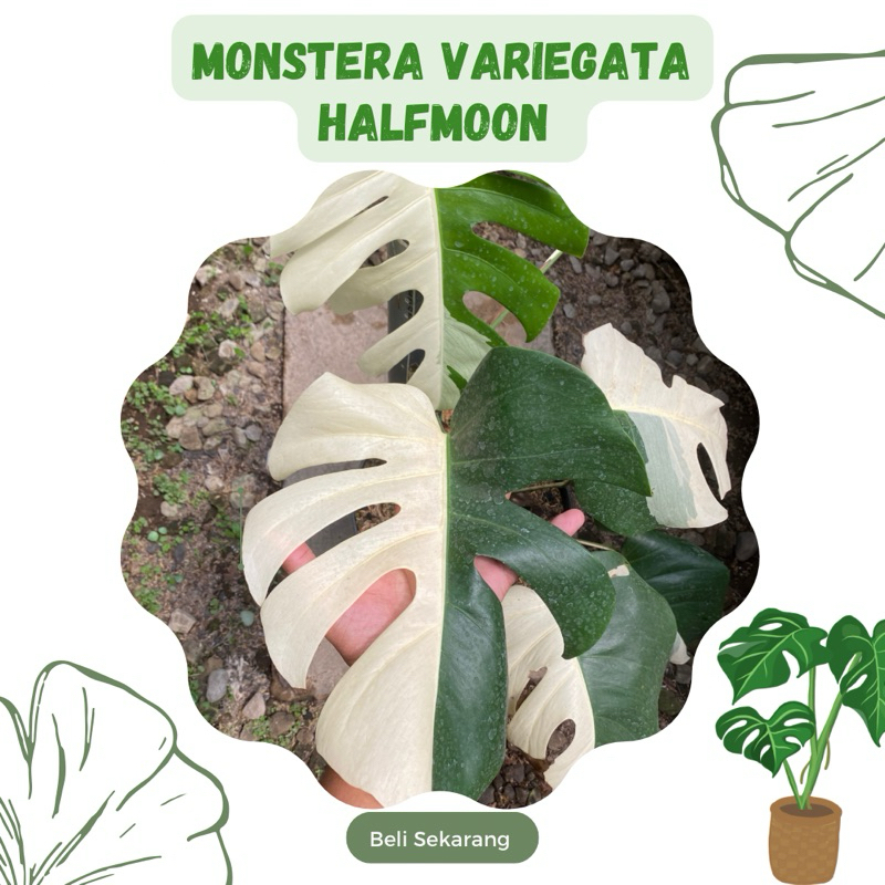 Monstera Variegata Halfmoon 1 Daun Pancing