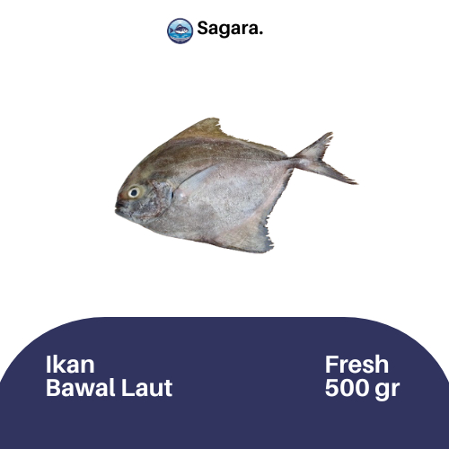 

Ikan Bawal Laut Kiloan - 500g