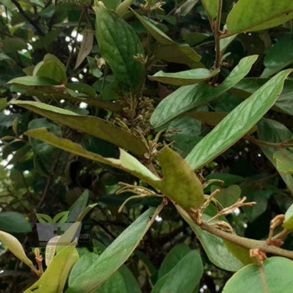 

Jual Daun Benalu Segar Pohon Waru 300 gram fresh