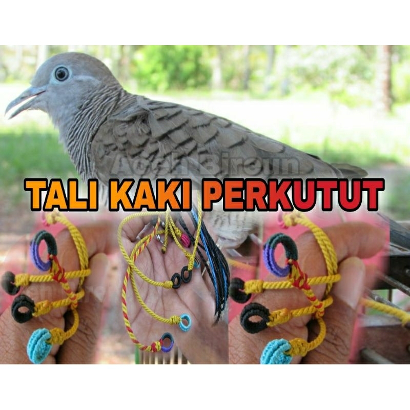 TALI KAKI BURUNG PERKUTUT / tali kaki pikat perkutut