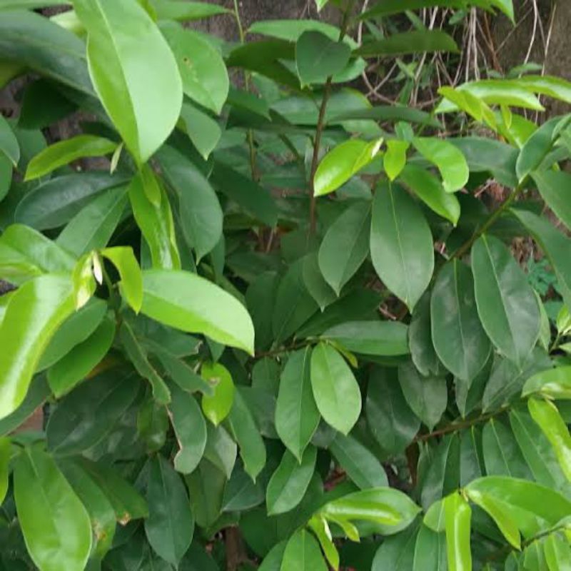 

DAUN SIRSAK SEGAR FRESH CUTTING 100 LEMBAR