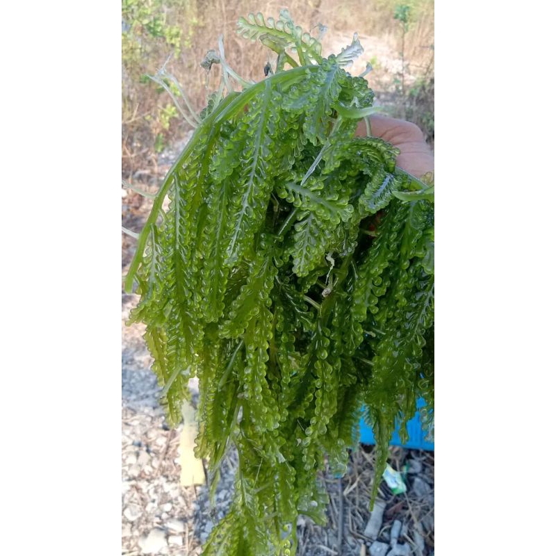 

Anggur laut, green caviar atau lawi lawi